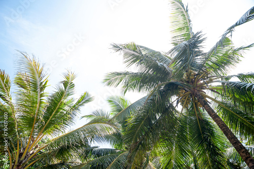exotic palm trees against a blue sky