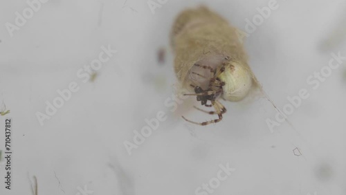 Closeup of a Metepeira spider wrapping a prey in front of her lair. photo