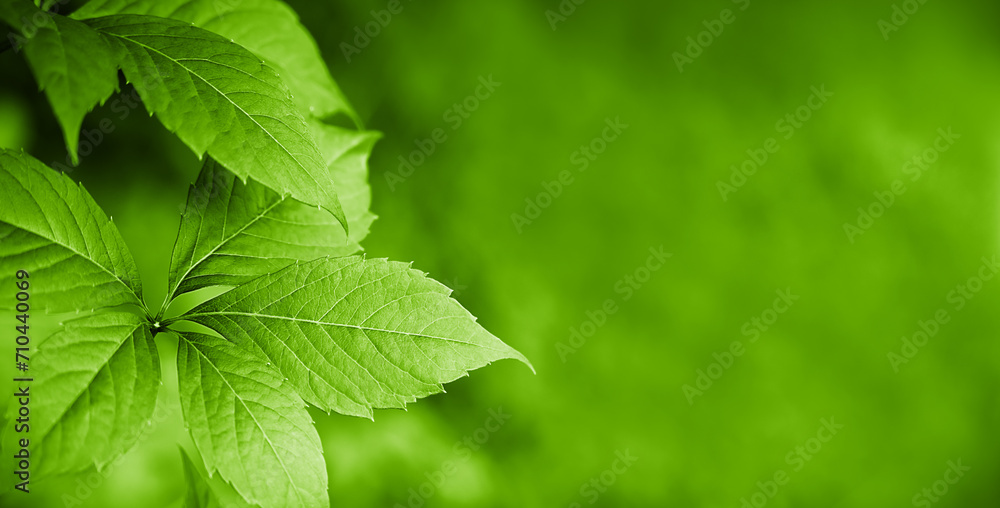 Green natural background with plant leaves. Wallpaper. Copy space. Selective focus. Green natural background with plant leaves. Wallpaper. Copy space. Selective focus.