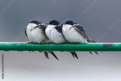 Tableau sur toile Northern House Martin