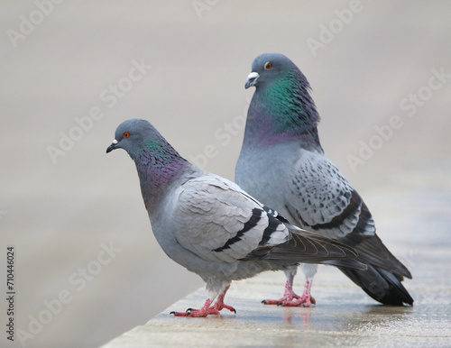 Rock Pigeon