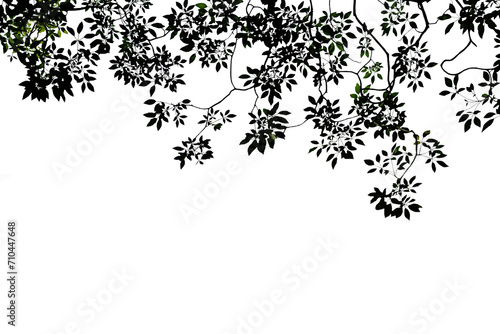Isolated image of a branch with green leaves of a large tree with sunlight shining on a png file with a transparent background.