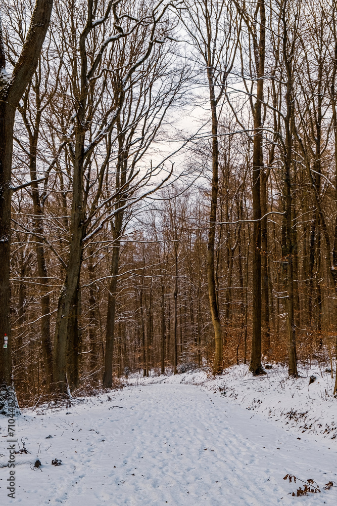 winter forest in the snow winter forest in the snow