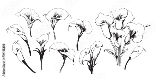 Calla lilies set sketch hand drawn Vector illustration