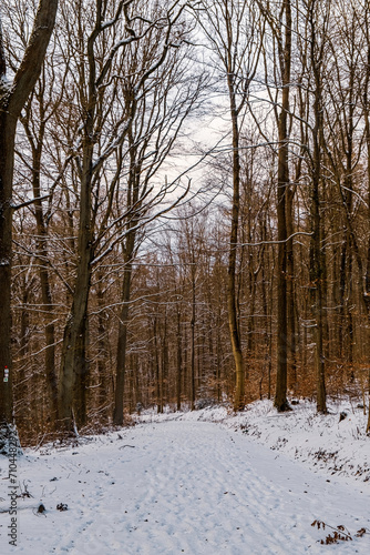 winter forest in the snow