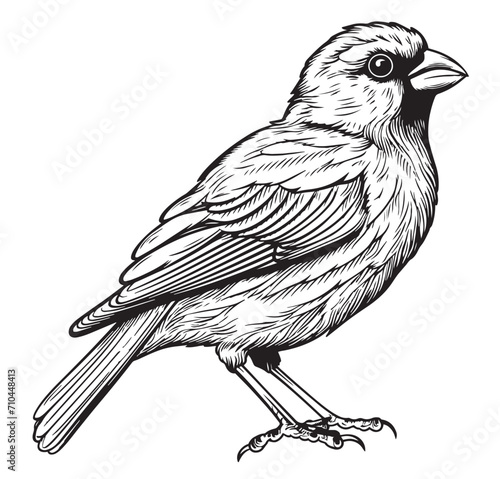 Black and white sketch of a canary bird sitting photo