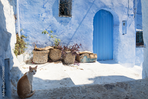 Cats on the street of beautiful city Chefchaouen, Morocco © danmir12