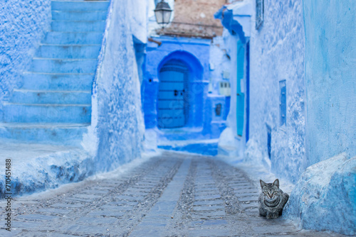Cats on the street of beautiful city Chefchaouen, Morocco © danmir12