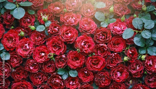 Natural red rose background, flower wall. © ilolab