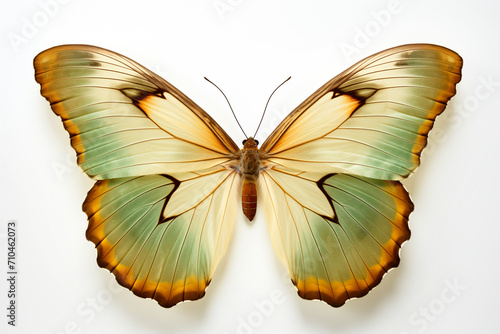 Beautiful colorful bright tropical butterflies with wings spread in flight isolated on white background, close-up macro. © missty