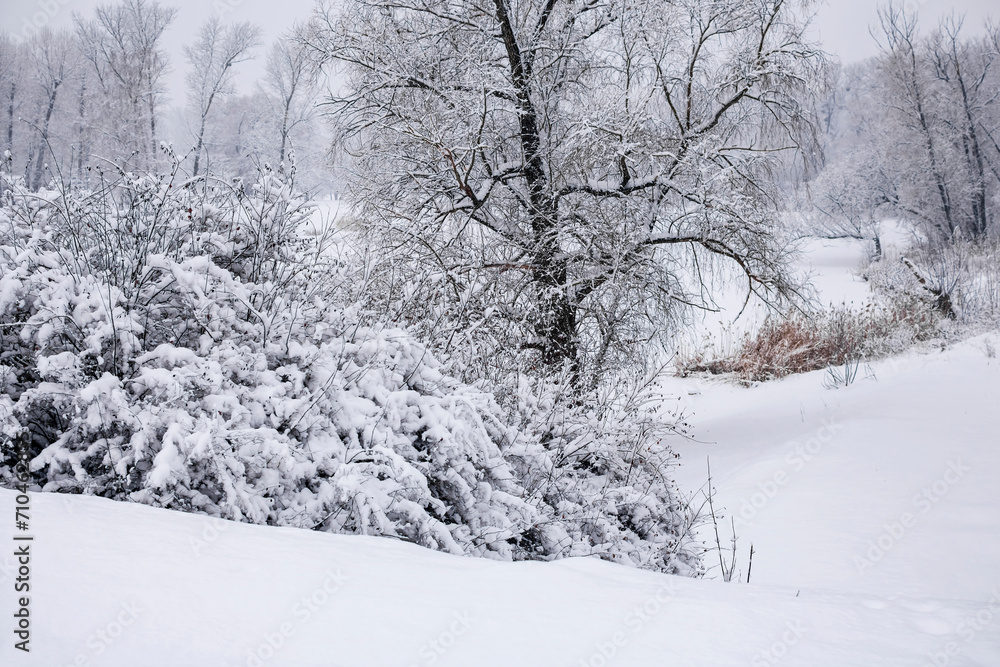 Obraz premium Snow-covered trees on a cloudy winter day.