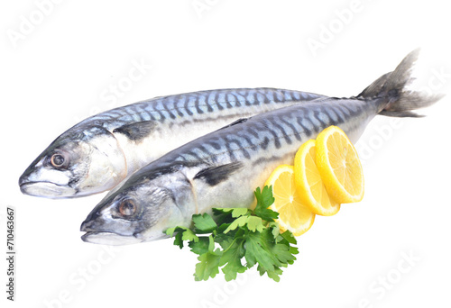 Fish mackerel isolated