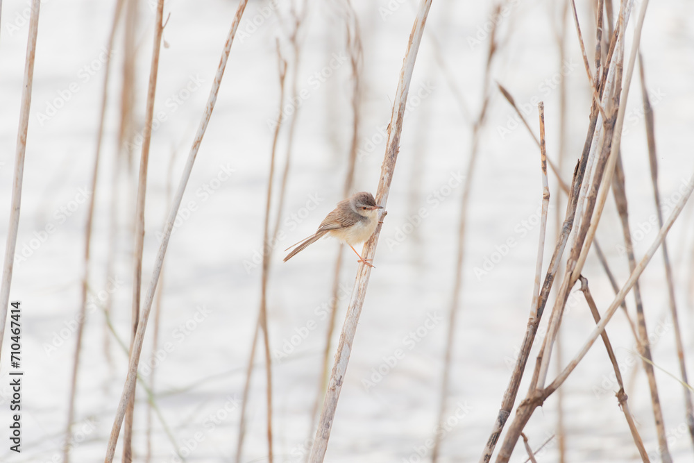 a bird on a branch a bird on a branch
