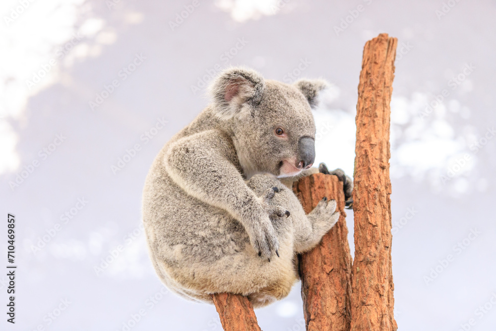 Obraz premium A Koala’s Peaceful Moment Amidst Nature