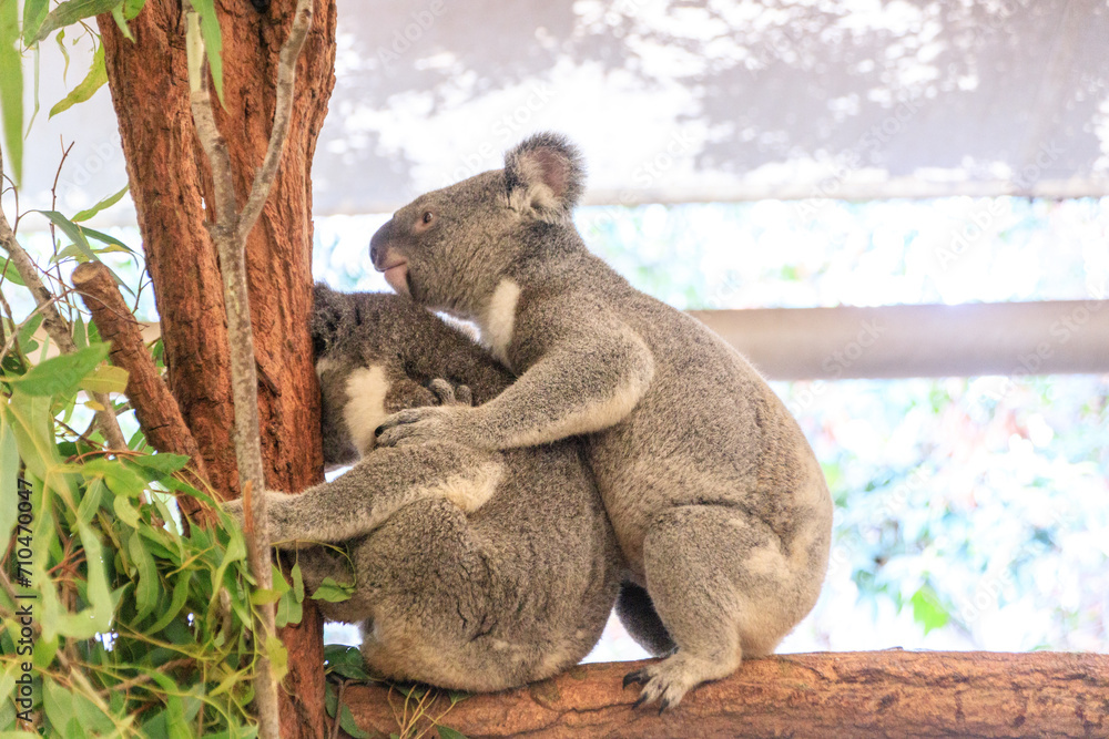 Obraz premium A Playful Moment Between Two Koalas