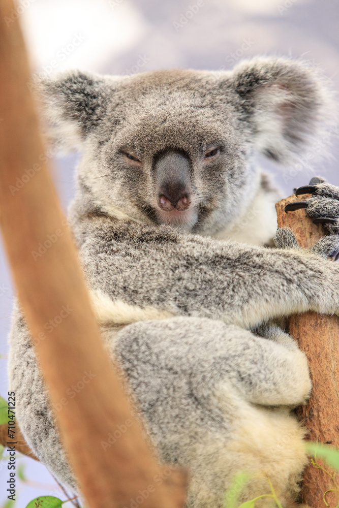 Naklejka premium Koala relishing fresh eucalyptus leaves in the wild