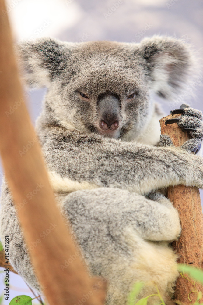 Obraz premium Koala relishing fresh eucalyptus leaves in the wild