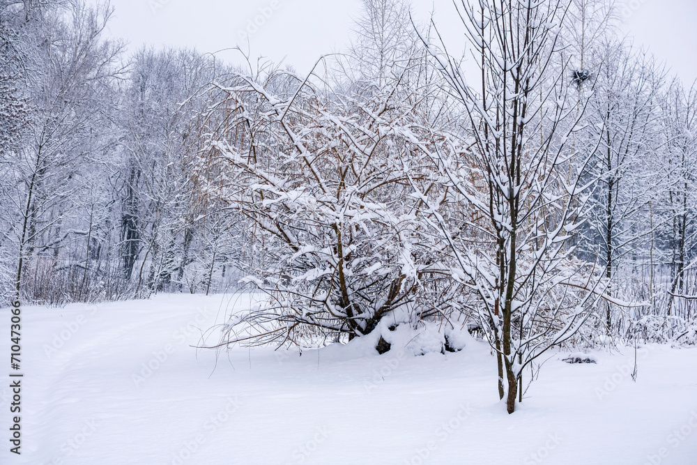 Snow-covered trees on a cloudy winter day.