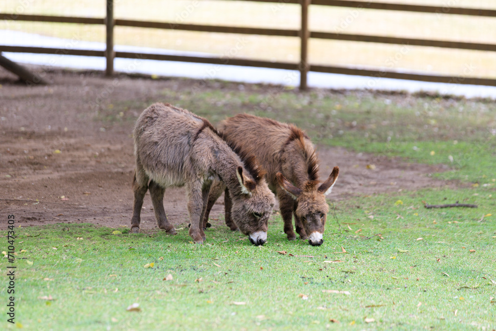 Donkeys Grazing Peacefully in a Green Pasture Donkeys Grazing Peacefully in a Green Pasture