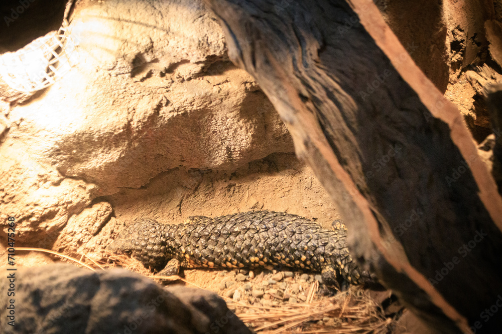 Obraz premium Basking Shingleback Lizard Amidst Rocky Terrain