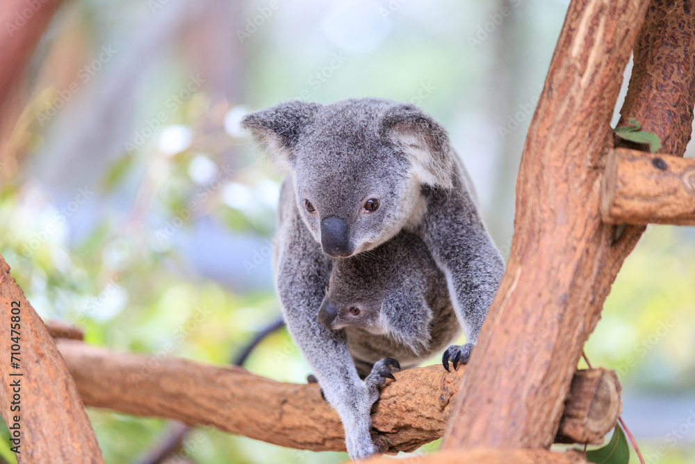 Naklejka premium A Tender Moment: Mother Koala with Her Joey