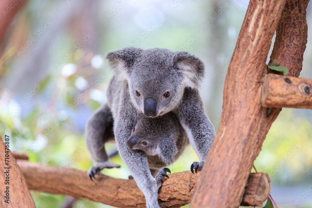 Obraz premium A Tender Moment: Mother Koala with Her Joey