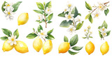 Watercolor lemon clipart for graphic resources