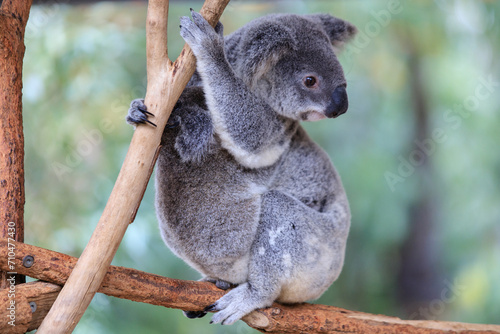 Fototapeta Naklejka Na Ścianę i Meble -  A Tender Moment: Mother Koala with Her Joey