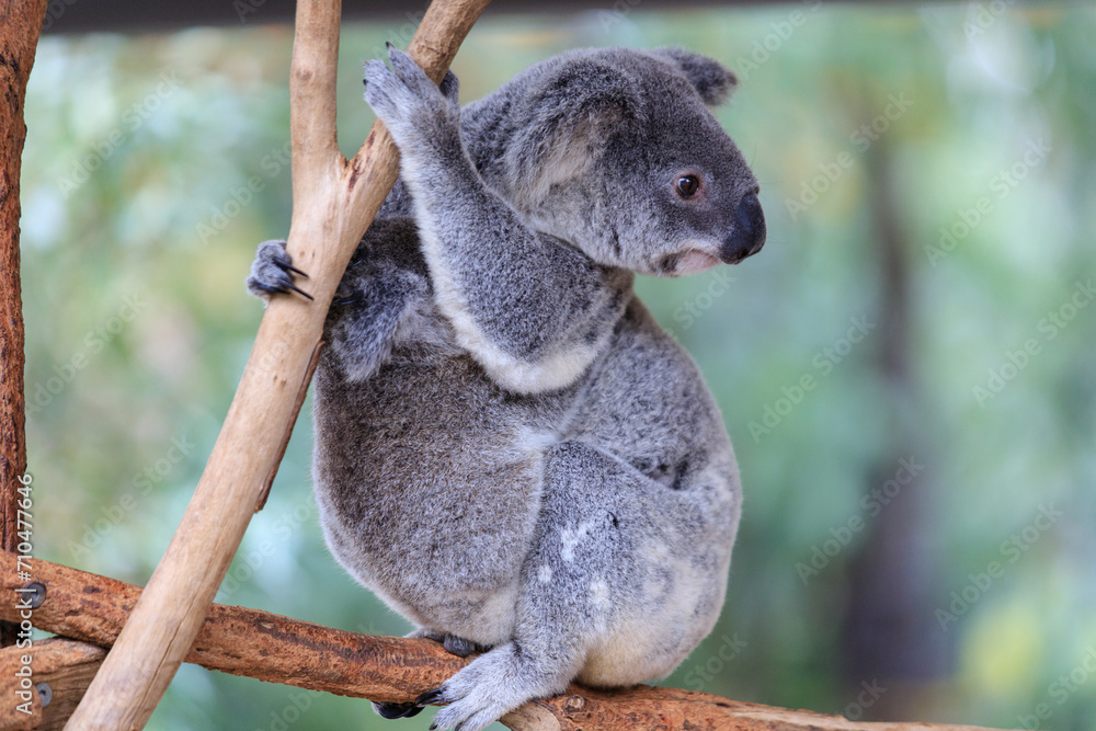 Naklejka premium A Tender Moment: Mother Koala with Her Joey
