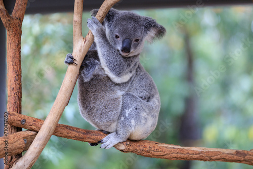 A Tender Moment: Mother Koala with Her Joey