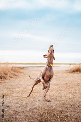 Funny weimaraner dog flying in the air and playing with a ball on the beach