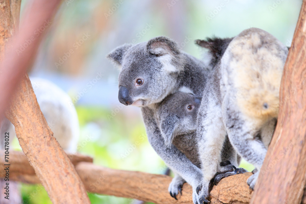 Fototapeta premium A Tender Moment: Mother Koala with Her Joey