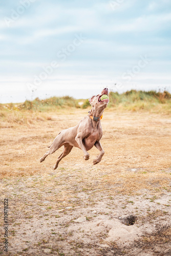 Funny weimaraner dog flying in the air and playing with a ball on the beach