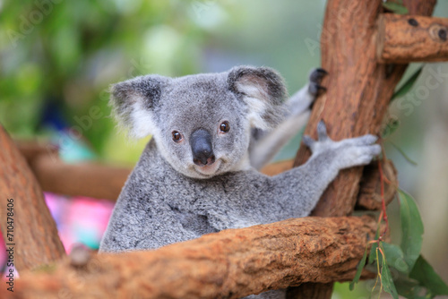 Fototapeta Naklejka Na Ścianę i Meble -  A Curious Koala Clings to a Tree Branch