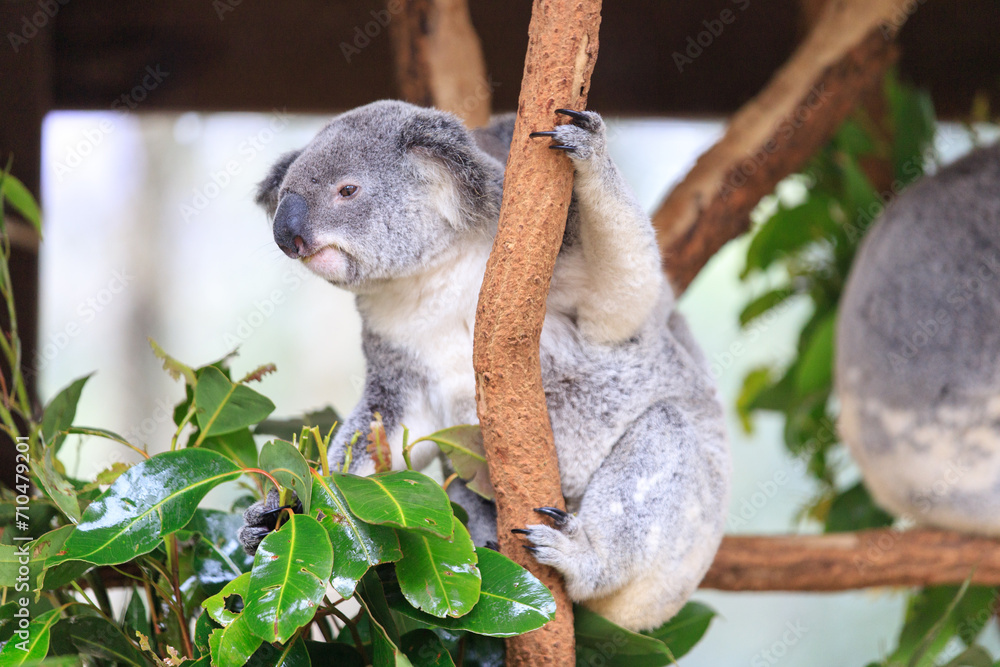 Fototapeta premium A Curious Koala Clings to a Tree Branch