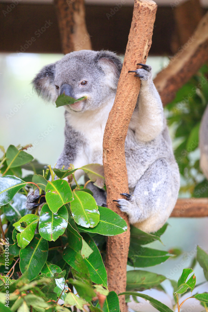 Obraz premium Koala relishing fresh eucalyptus leaves in the wild