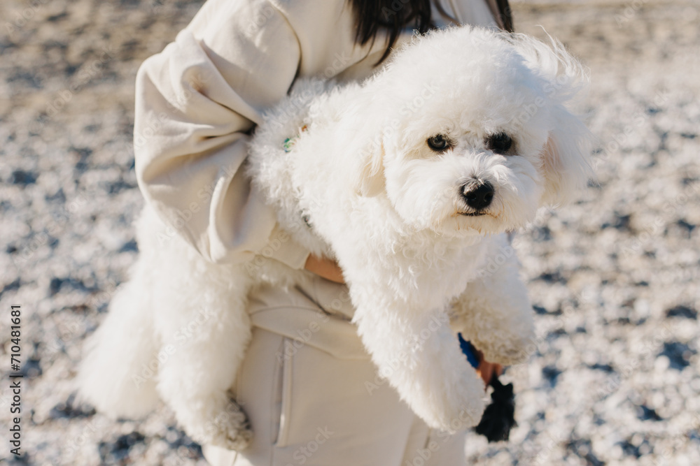 Cute Bichon Frise puppy in the hands of the owner. Cute Bichon Frise puppy in the hands of the owner.