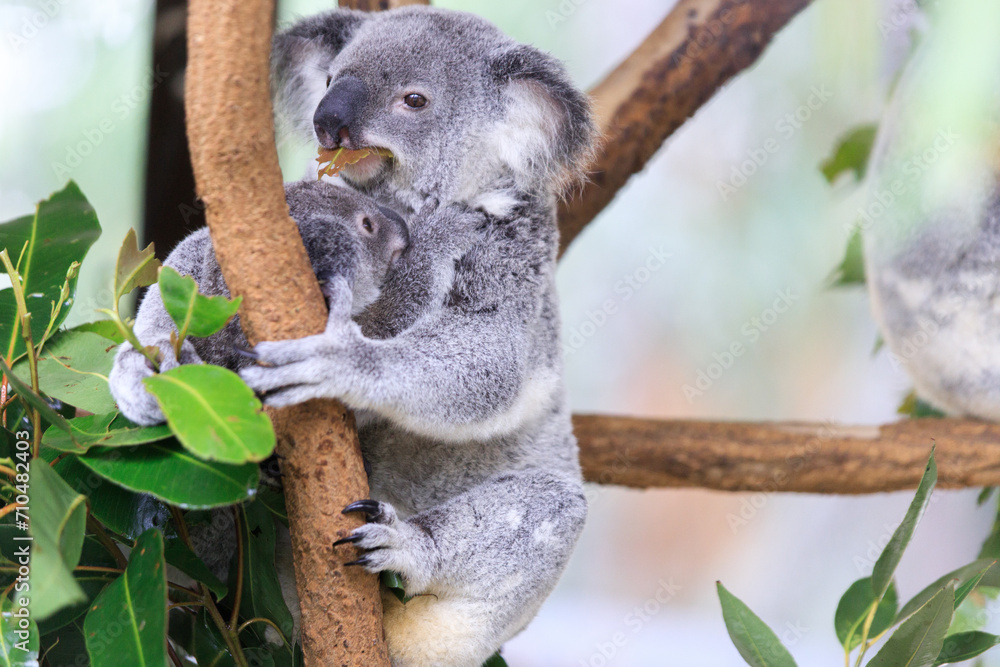 Obraz premium A Tender Moment: Mother Koala with Her Joey