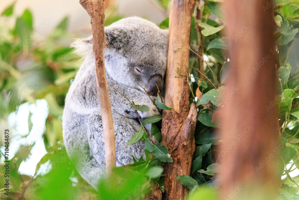 Obraz premium A Koala's Calm and Serene Moment in the Wild