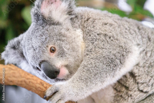 Fototapeta Naklejka Na Ścianę i Meble -  A Peaceful Koala Embracing the Tranquility of Nature
