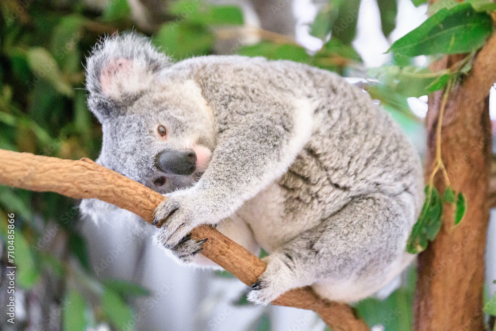 Naklejka premium A Peaceful Koala Embracing the Tranquility of Nature