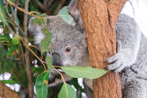 A Tranquil Koala Savoring Eucalyptus Leaves in the Australian Wilderness © Bossa Art