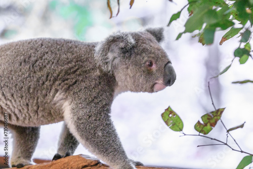 Fototapeta Naklejka Na Ścianę i Meble -  A Graceful Koala Amidst Lush Green Foliage