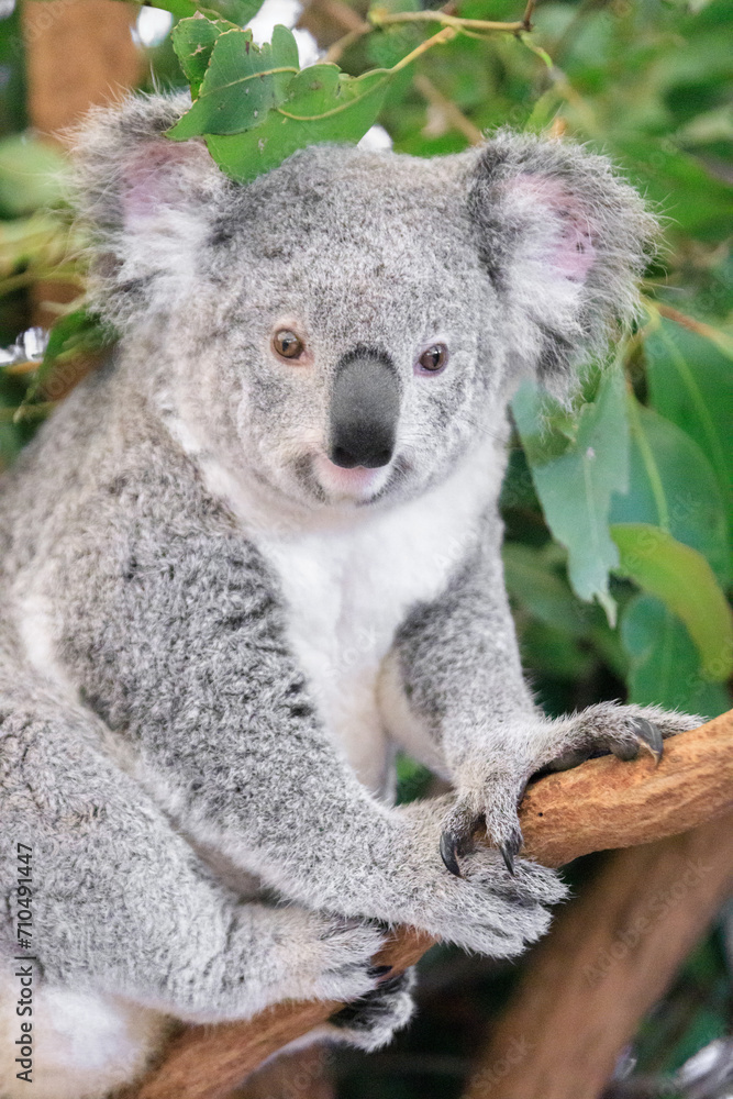 Naklejka premium A Curious Koala Amidst Lush Greenery