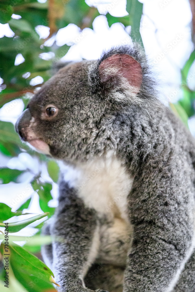 A Curious Koala Amidst Lush Greenery A Curious Koala Amidst Lush Greenery