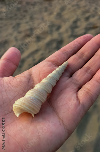 Sea shell on hand at the beach. Turritella Terebra, species of sea snail from Turritellidae. Selective focus.
 photo