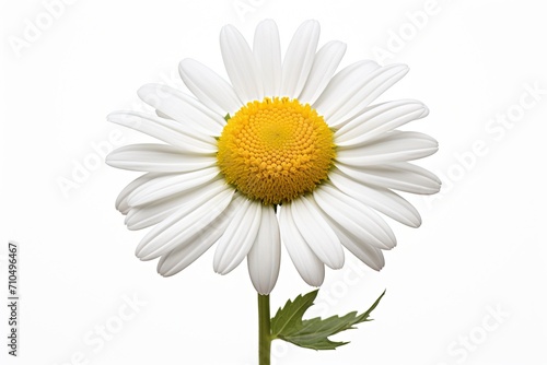 Chamomile flower on a white background. Studio photography.