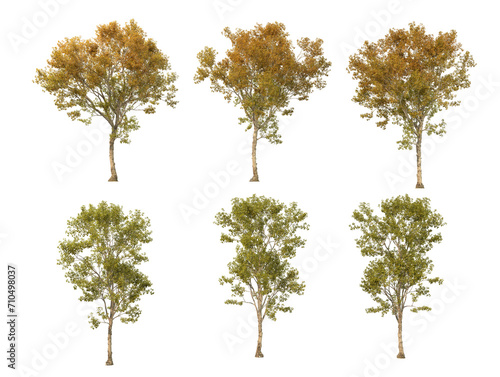 Isolated autumn trees on a transparent background