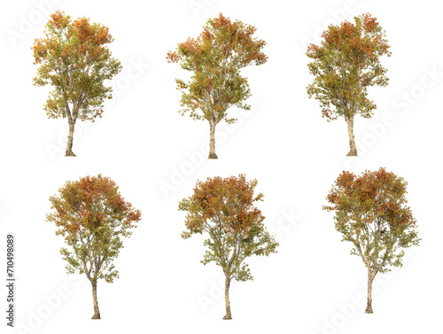 Isolated autumn trees on a transparent background