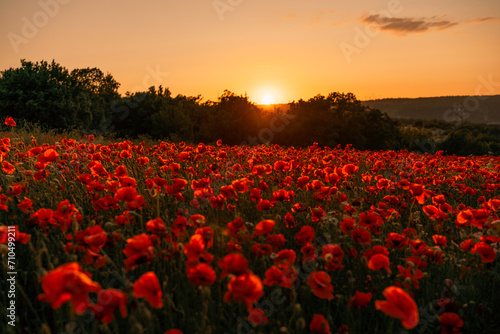 Field poppies sunset light banner. Red poppies flowers bloom in meadow. Concept nature, environment, ecosystem.